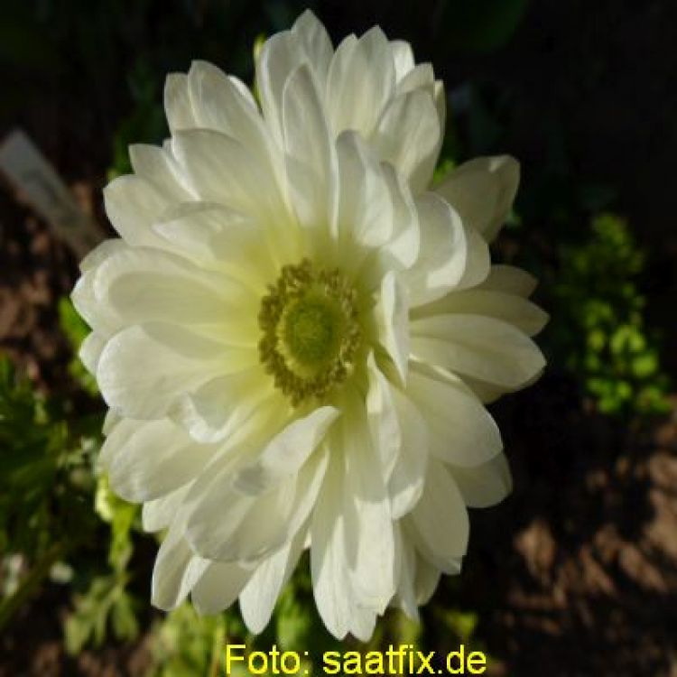 Anemonen coronaria gefüllt  Mount Everest 2