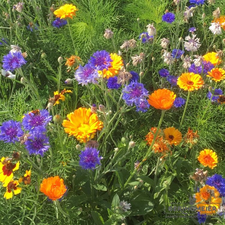 Blumenwiese Feldblumen 2