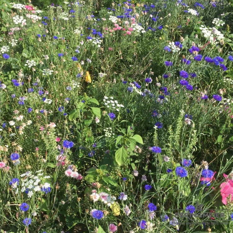 Blumenwiese Franziskus 1