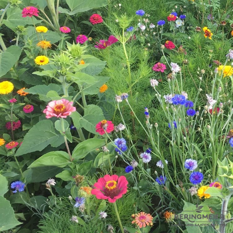 Blumenwiese Blühende Hecke 2