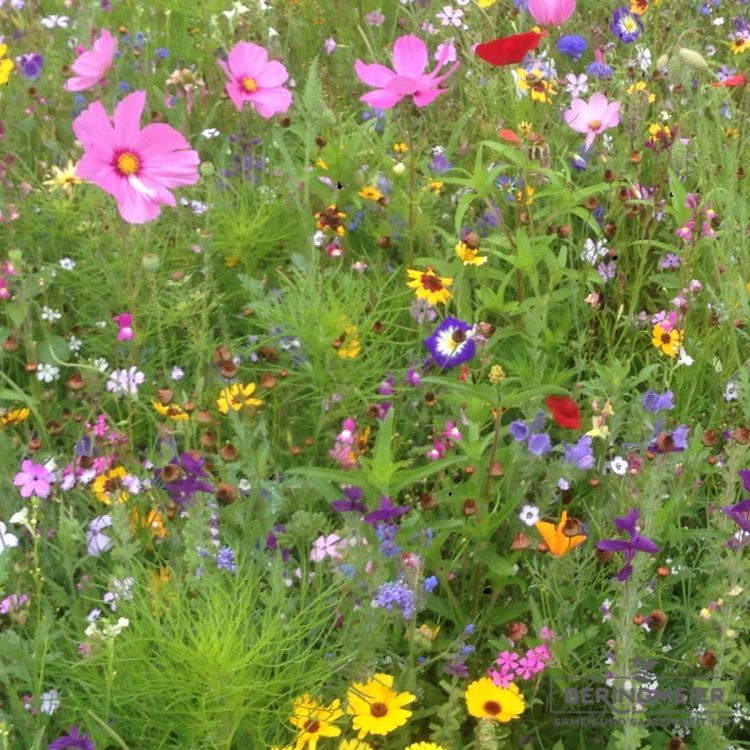 Blumenwiese LaFleur poesie 1