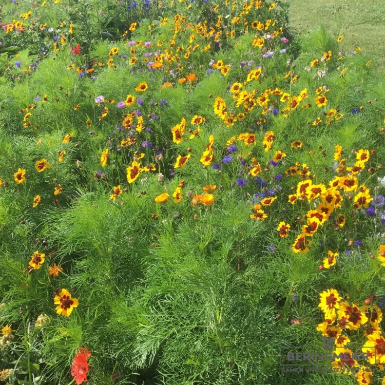 Blumenwiese LaFleur sec 1