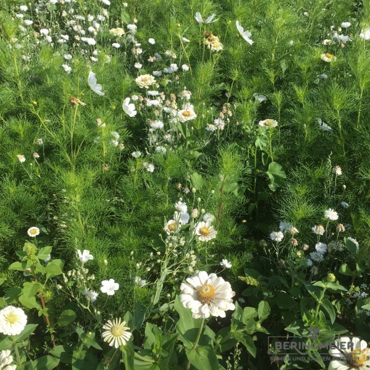 Blumenwiese LaFleur bouquet blanc 1