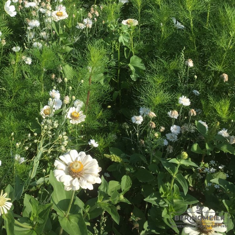 Blumenwiese LaFleur bouquet blanc 2