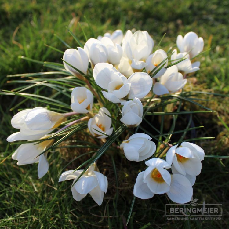 Crocus Botanische frühjahrsblühende Prachtmischung