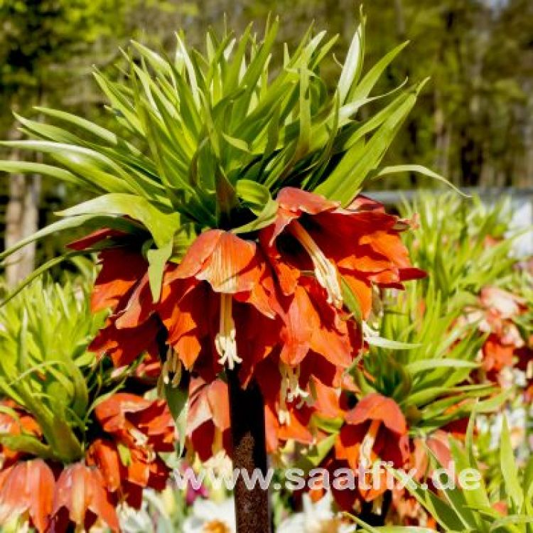 Fritillaria imperialis Rubra 4