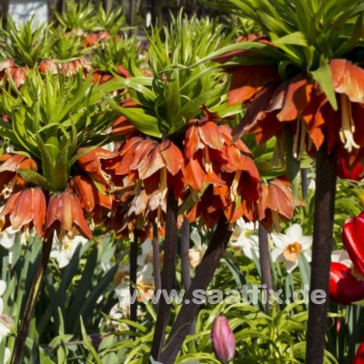 Fritillaria imperialis Rubra 3