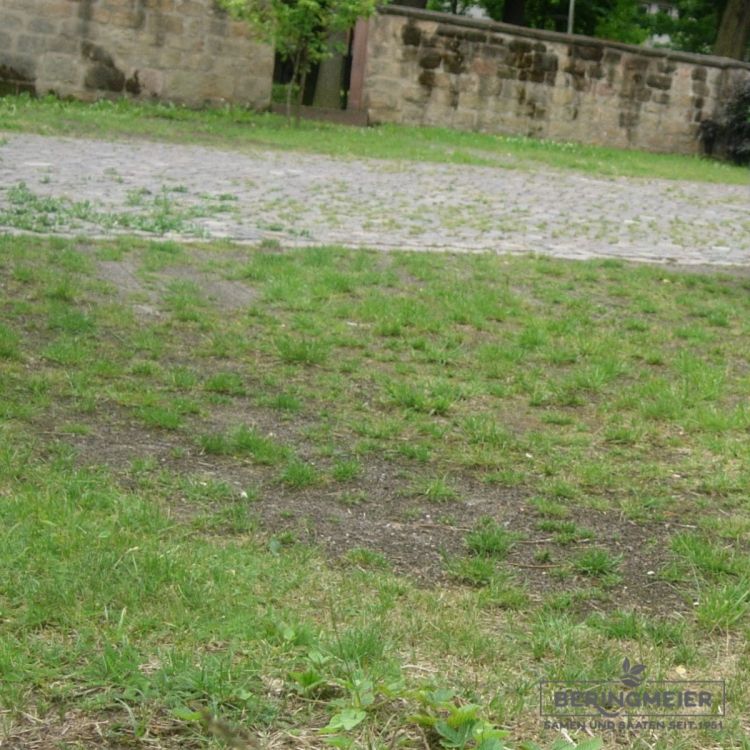 Gebrauchsrasen - Trockenlagen mit Festuca arundinacea