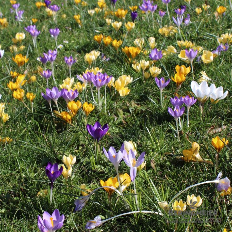 Preiswerte großblumige Prachtmischung 1