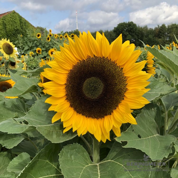 Helianthus annuus Schnittgold 2