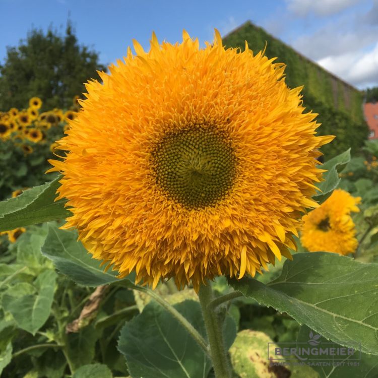 Sonnenblumen Teddybär - Helianthus annuus