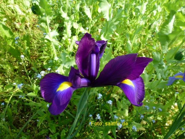 Iris hollandica Purple Sensation