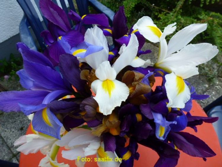 Iris hollandica Prachtmischung 1