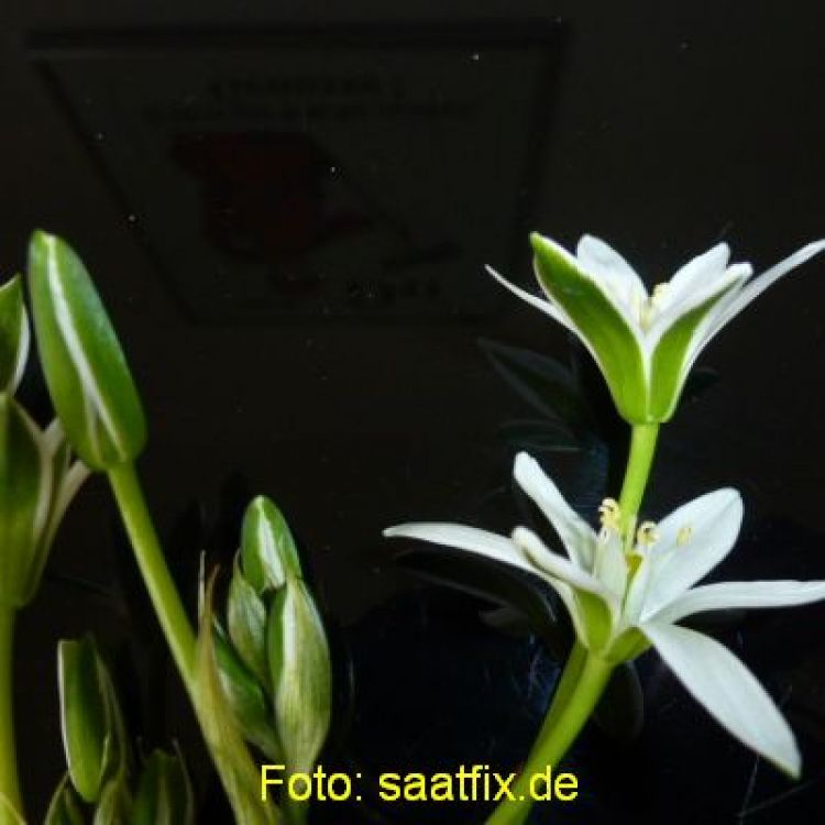 Ornithogalum umbellatum Milchstern 3