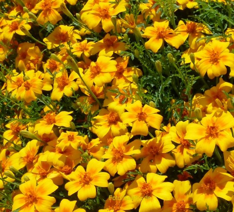 Tagetes tenuifolia 10.000 Korn