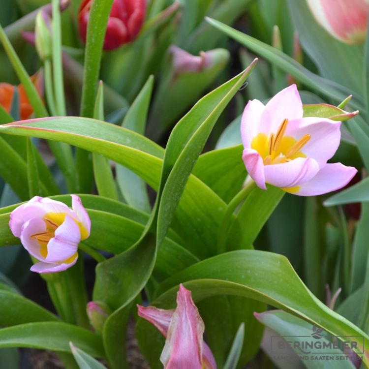 Tulipa bakeri Lilac Wonder 4