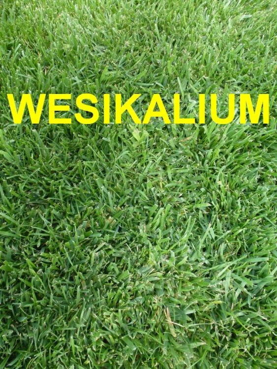 Rasendünger  Wesiflor Wesikalium gruener Rasen