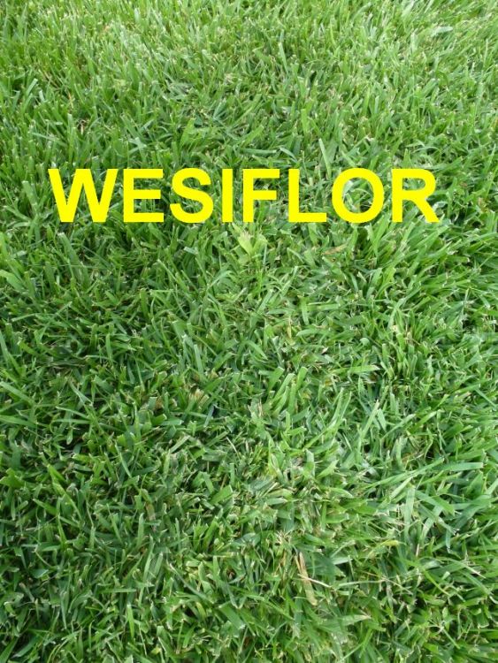 Wesiflor Super-Langzeitstickstoff 46% - 10 kg
