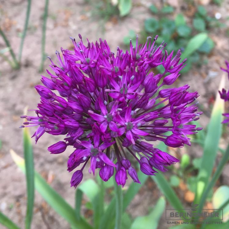 Allium aflatunense Purple Sensation 1