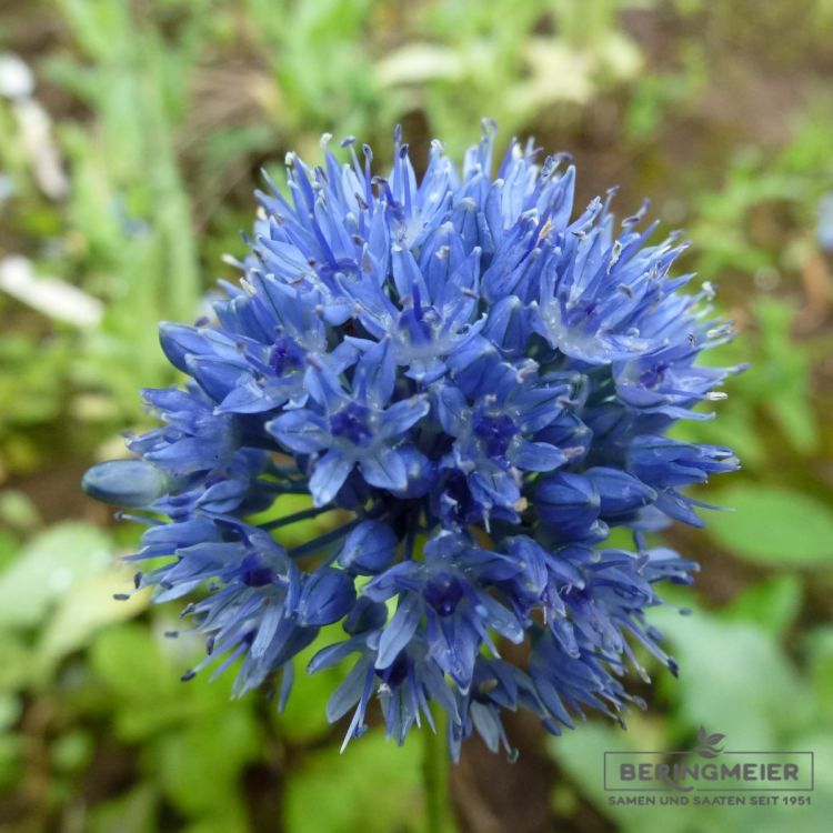 Allium caeruleum Blaulauch Enzianlauch 1