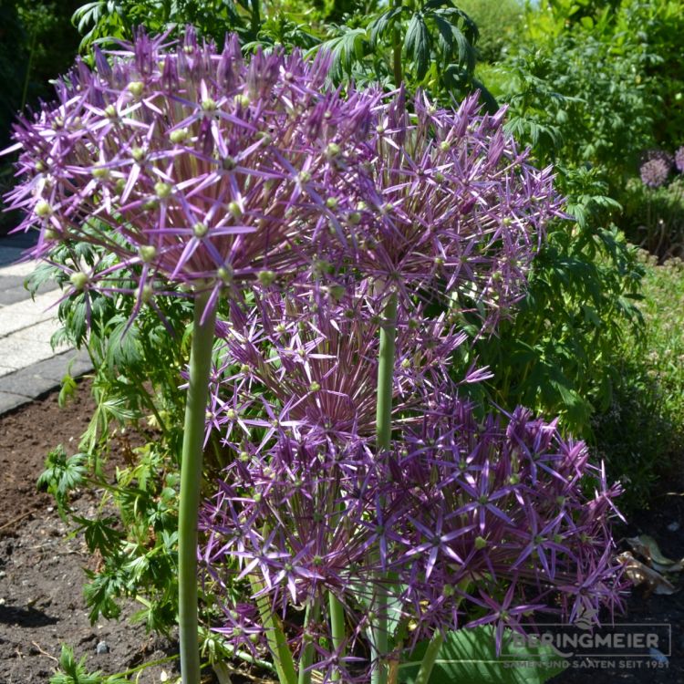 Allium christophii