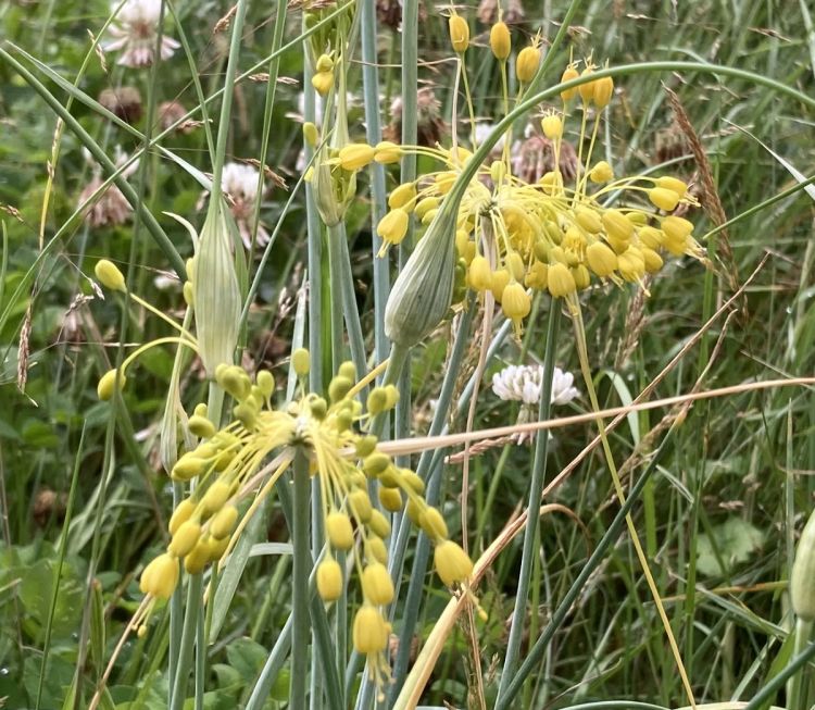 Allium flavum 1