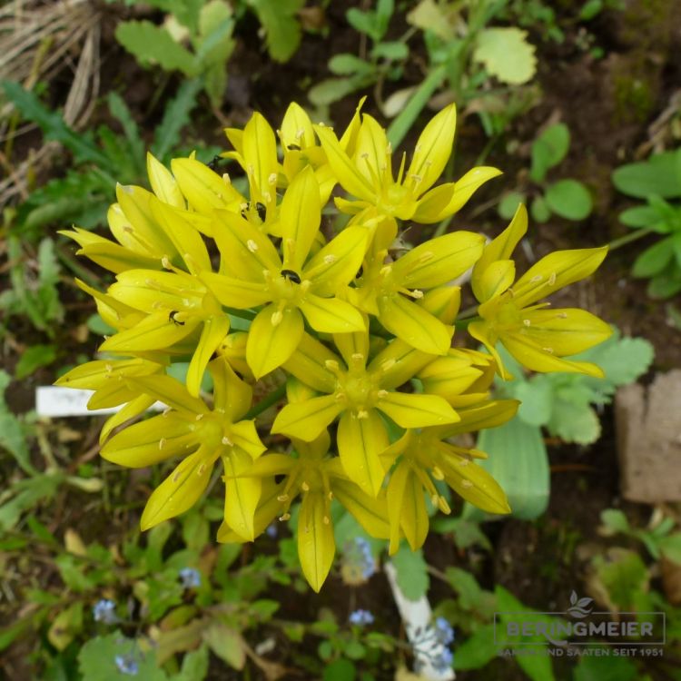 Allium moly Goldlauch 1