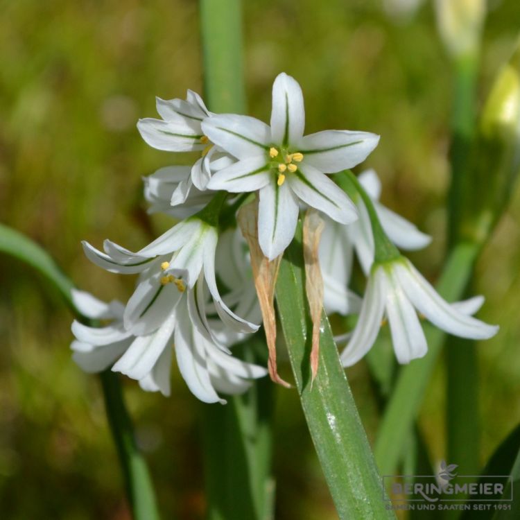 Allium triquetrum