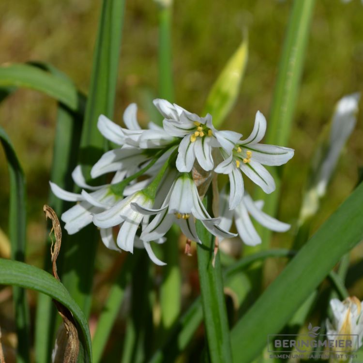 Allium triquetrum