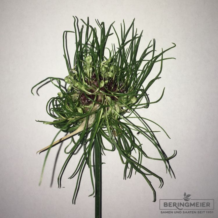 Allium vineale Hair 1