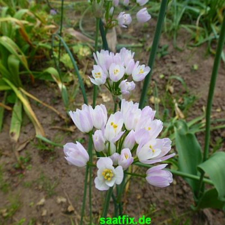 Allium roseum 1