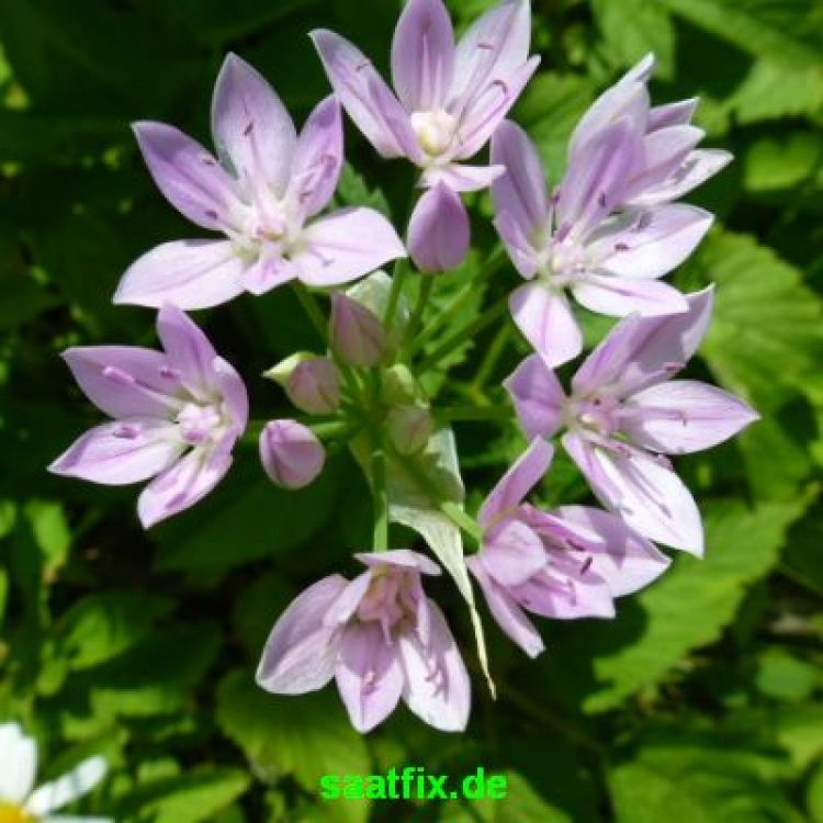 Allium unifolium 1