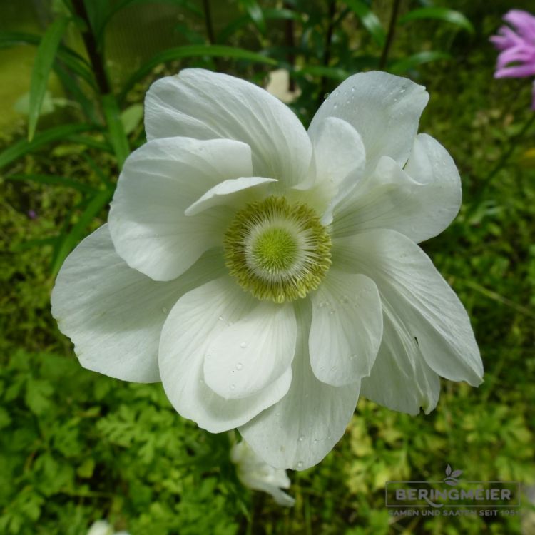 Anemonen coronaria De Caen Mischung 1