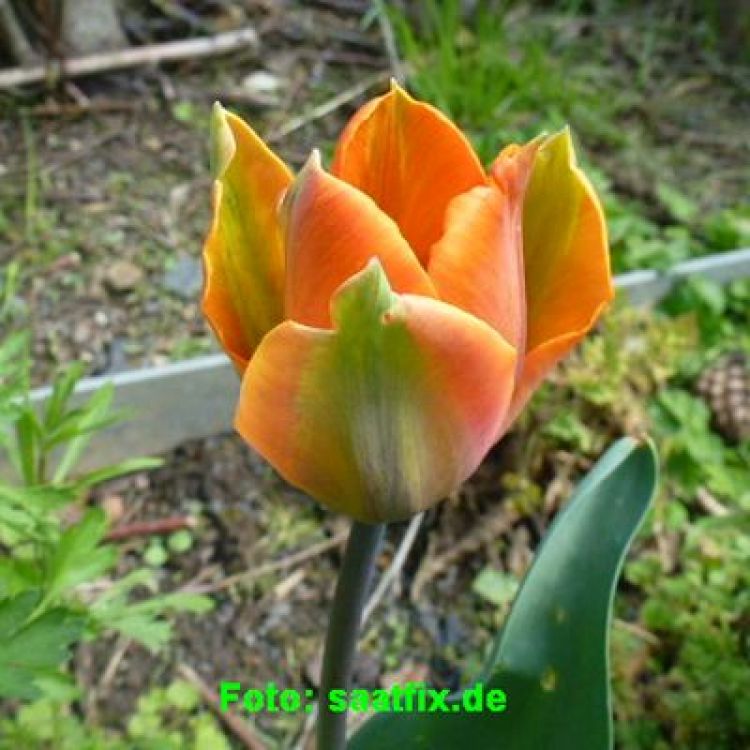 Viridiflora Tulpen Artist 1