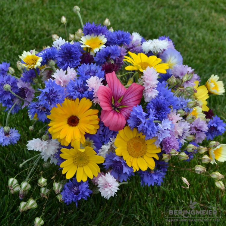 Blumenstrauß geplückt aus der Blumenwiese Bernigmeiers Beste