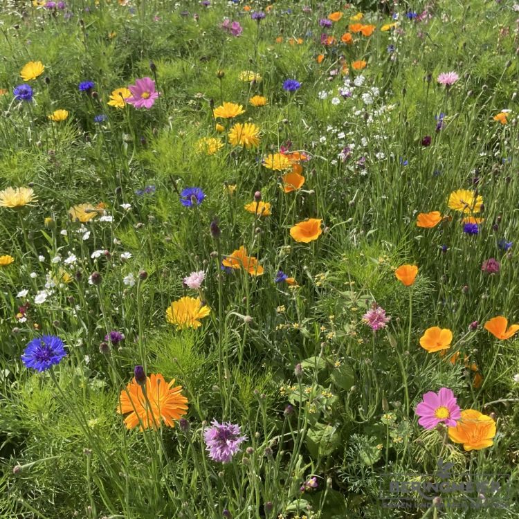 Blühmischung LaFleur Rustique (für trockene Boden) - Blumenwiese