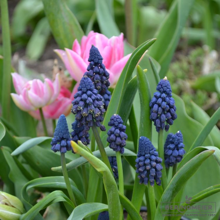 Bellevalia pycnantha - Muscari paradoxum