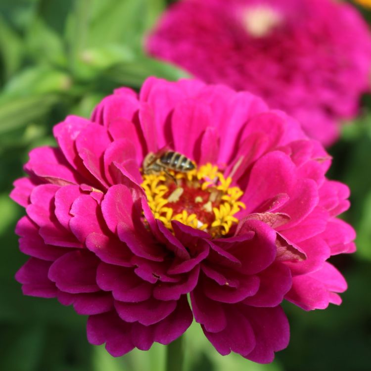 Zinnien Benarys Ginat Purple