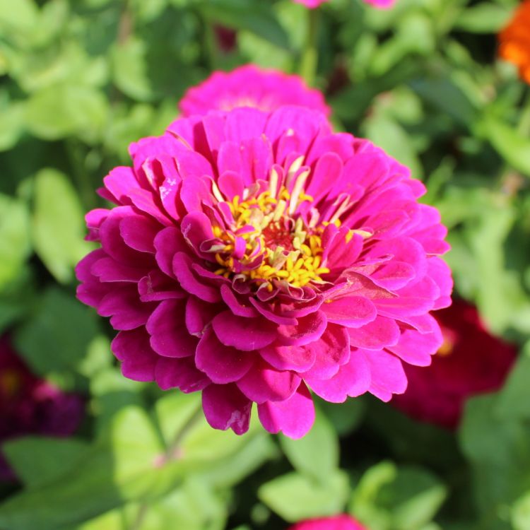 Zinnien Benarys Purple