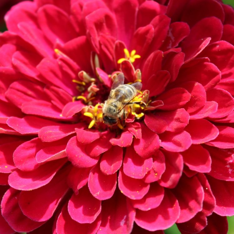 Zinnien Benarys Riesen Carmine