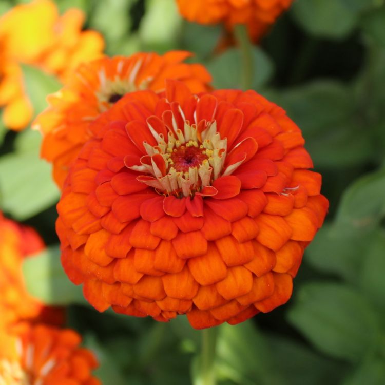 Zinnien Benarys Riesen Orange