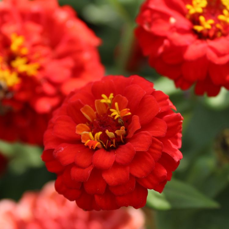 Zinnien Benarys Giant Scarlet