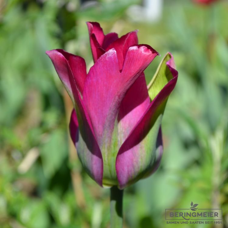 Beispiel einer grün gestreiften Tulpe Mischung Mixed Springgreens