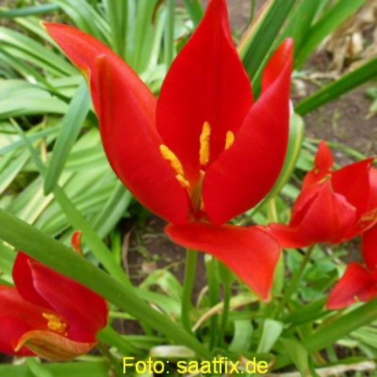 Tulipa sprengeri 3