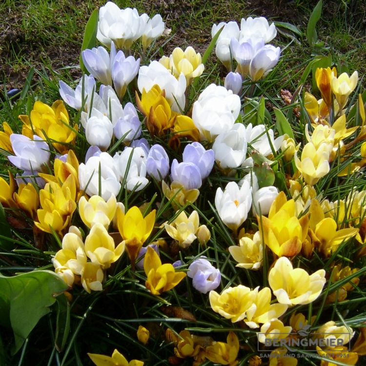 Krokus Frühjahrsblühende 1A Prachtmischung