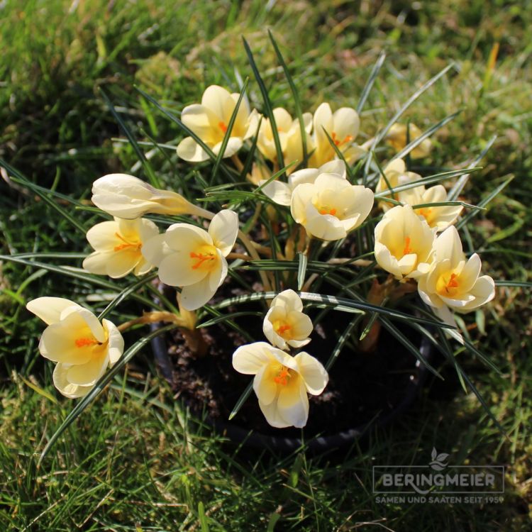 Crocus Botanische chrysanthus Cream Beauty 2