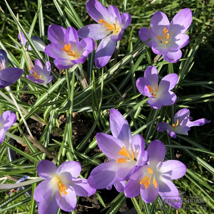 Crocus Botanische tommasinianus Barr's Purple