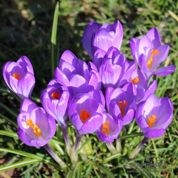 Crocus Botanische tommasinianus Ruby Giant