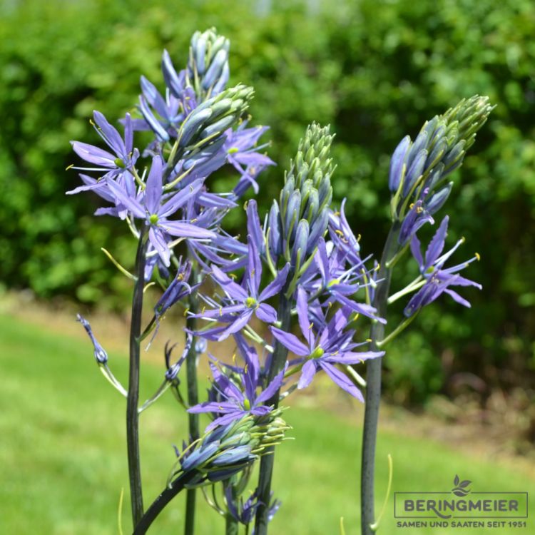 Camassia leichtlinii Caerulea - Präriekerze