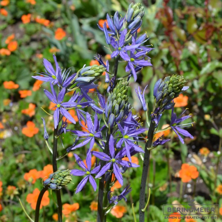 Camassia leichtlinii Caerulea - Präriekerze